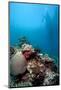 Reef Scene, Komodo, Indonesia, Southeast Asia, Asia-Lisa Collins-Mounted Photographic Print