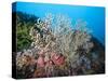 Reef Scene, Sulawesi, Indonesia, Southeast Asia, Asia-Lisa Collins-Stretched Canvas