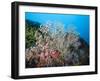 Reef Scene, Sulawesi, Indonesia, Southeast Asia, Asia-Lisa Collins-Framed Photographic Print