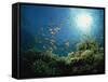 Reef Scene with Anthias Fish and Coral, Red Sea, Egypt, Africa-Murray Louise-Framed Stretched Canvas