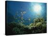 Reef Scene with Anthias Fish and Coral, Red Sea, Egypt, Africa-Murray Louise-Stretched Canvas