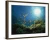 Reef Scene with Anthias Fish and Coral, Red Sea, Egypt, Africa-Murray Louise-Framed Photographic Print