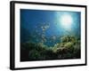 Reef Scene with Anthias Fish and Coral, Red Sea, Egypt, Africa-Murray Louise-Framed Photographic Print