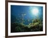 Reef Scene with Anthias Fish and Coral, Red Sea, Egypt, Africa-Murray Louise-Framed Photographic Print