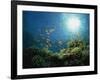 Reef Scene with Anthias Fish and Coral, Red Sea, Egypt, Africa-Murray Louise-Framed Photographic Print