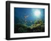 Reef Scene with Anthias Fish and Coral, Red Sea, Egypt, Africa-Murray Louise-Framed Photographic Print