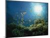 Reef Scene with Anthias Fish and Coral, Red Sea, Egypt, Africa-Murray Louise-Mounted Photographic Print