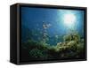 Reef Scene with Anthias Fish and Coral, Red Sea, Egypt, Africa-Murray Louise-Framed Stretched Canvas