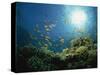 Reef Scene with Anthias Fish and Coral, Red Sea, Egypt, Africa-Murray Louise-Stretched Canvas