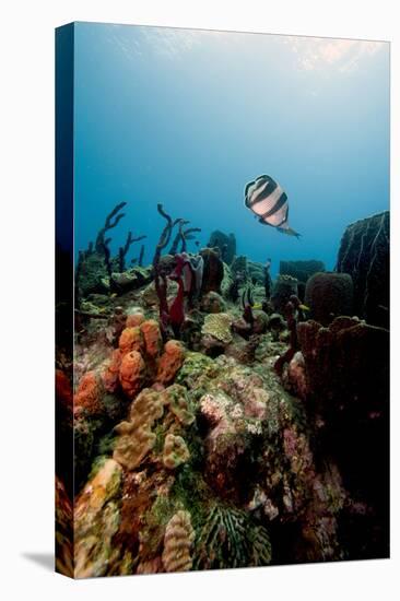 Reef Scene with Banded Butterflyfish (Chaetodon Striatus)-Lisa Collins-Stretched Canvas