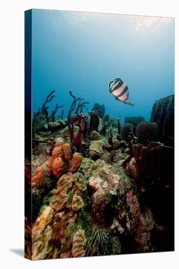 Reef Scene with Banded Butterflyfish (Chaetodon Striatus)-Lisa Collins-Stretched Canvas