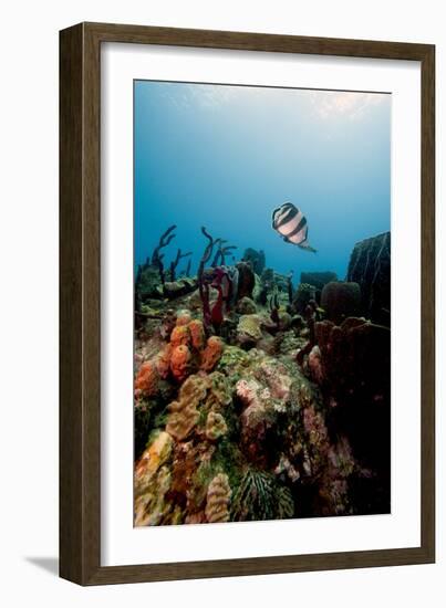 Reef Scene with Banded Butterflyfish (Chaetodon Striatus)-Lisa Collins-Framed Photographic Print