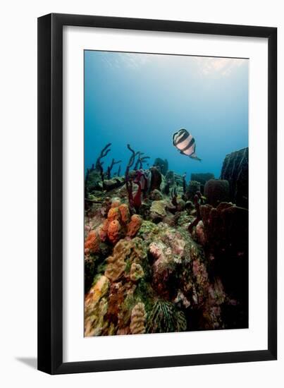 Reef Scene with Banded Butterflyfish (Chaetodon Striatus)-Lisa Collins-Framed Photographic Print