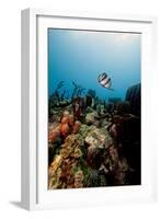 Reef Scene with Banded Butterflyfish (Chaetodon Striatus)-Lisa Collins-Framed Photographic Print