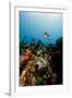 Reef Scene with Banded Butterflyfish (Chaetodon Striatus)-Lisa Collins-Framed Photographic Print