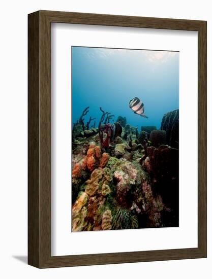 Reef Scene with Banded Butterflyfish (Chaetodon Striatus)-Lisa Collins-Framed Photographic Print