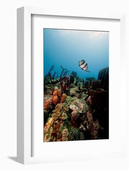 Reef Scene with Banded Butterflyfish (Chaetodon Striatus)-Lisa Collins-Framed Photographic Print