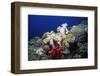 Reef Scene with Brain and Leather Corals-Hal Beral-Framed Photographic Print