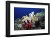 Reef Scene with Brain and Leather Corals-Hal Beral-Framed Photographic Print