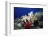 Reef Scene with Brain and Leather Corals-Hal Beral-Framed Photographic Print