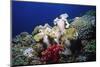 Reef Scene with Brain and Leather Corals-Hal Beral-Mounted Photographic Print