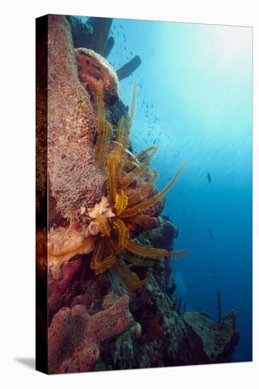 Reef Scene with Feather Star, Dominica, West Indies, Caribbean, Central America-Lisa Collins-Stretched Canvas