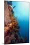 Reef Scene with Feather Star, Dominica, West Indies, Caribbean, Central America-Lisa Collins-Mounted Photographic Print