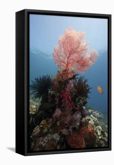 Reef Scene with Sea Fan, Komodo, Indonesia, Southeast Asia, Asia-Lisa Collins-Framed Stretched Canvas