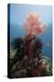 Reef Scene with Sea Fan, Komodo, Indonesia, Southeast Asia, Asia-Lisa Collins-Stretched Canvas