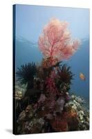 Reef Scene with Sea Fan, Komodo, Indonesia, Southeast Asia, Asia-Lisa Collins-Stretched Canvas