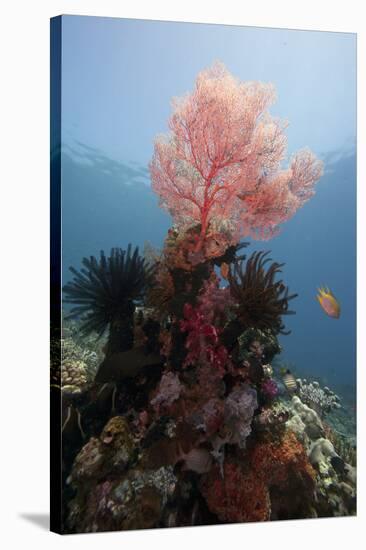 Reef Scene with Sea Fan, Komodo, Indonesia, Southeast Asia, Asia-Lisa Collins-Stretched Canvas
