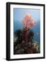 Reef Scene with Sea Fan, Komodo, Indonesia, Southeast Asia, Asia-Lisa Collins-Framed Photographic Print