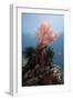 Reef Scene with Sea Fan, Komodo, Indonesia, Southeast Asia, Asia-Lisa Collins-Framed Photographic Print