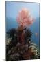 Reef Scene with Sea Fan, Komodo, Indonesia, Southeast Asia, Asia-Lisa Collins-Mounted Photographic Print