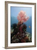 Reef Scene with Sea Fan, Komodo, Indonesia, Southeast Asia, Asia-Lisa Collins-Framed Photographic Print