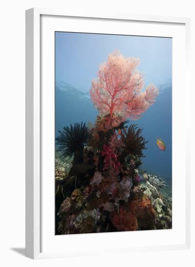 Reef Scene with Sea Fan, Komodo, Indonesia, Southeast Asia, Asia-Lisa Collins-Framed Photographic Print