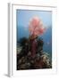 Reef Scene with Sea Fan, Komodo, Indonesia, Southeast Asia, Asia-Lisa Collins-Framed Photographic Print