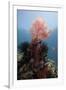 Reef Scene with Sea Fan, Komodo, Indonesia, Southeast Asia, Asia-Lisa Collins-Framed Photographic Print