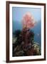 Reef Scene with Sea Fan, Komodo, Indonesia, Southeast Asia, Asia-Lisa Collins-Framed Photographic Print