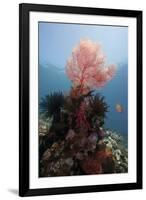 Reef Scene with Sea Fan, Komodo, Indonesia, Southeast Asia, Asia-Lisa Collins-Framed Photographic Print