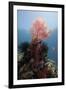 Reef Scene with Sea Fan, Komodo, Indonesia, Southeast Asia, Asia-Lisa Collins-Framed Photographic Print