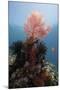 Reef Scene with Sea Fan, Komodo, Indonesia, Southeast Asia, Asia-Lisa Collins-Mounted Photographic Print