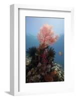 Reef Scene with Sea Fan, Komodo, Indonesia, Southeast Asia, Asia-Lisa Collins-Framed Photographic Print