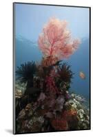 Reef Scene with Sea Fan, Komodo, Indonesia, Southeast Asia, Asia-Lisa Collins-Mounted Photographic Print