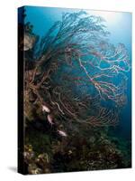 Reef Scene with Sea Fan, St. Lucia, West Indies, Caribbean, Central America-Lisa Collins-Stretched Canvas