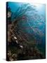 Reef Scene with Sea Fan, St. Lucia, West Indies, Caribbean, Central America-Lisa Collins-Stretched Canvas
