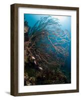 Reef Scene with Sea Fan, St. Lucia, West Indies, Caribbean, Central America-Lisa Collins-Framed Photographic Print