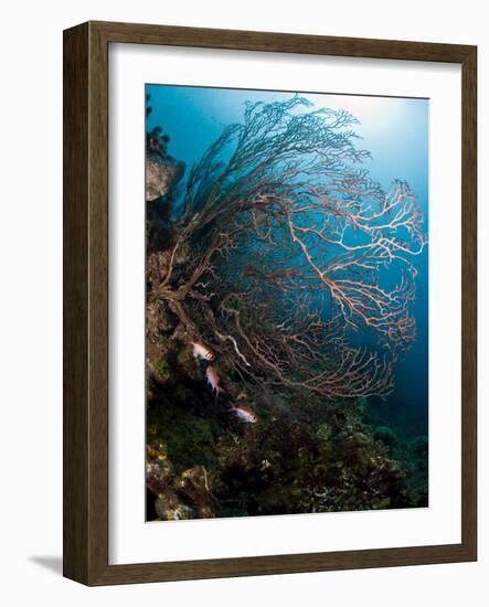 Reef Scene with Sea Fan, St. Lucia, West Indies, Caribbean, Central America-Lisa Collins-Framed Photographic Print