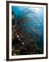 Reef Scene with Sea Fan, St. Lucia, West Indies, Caribbean, Central America-Lisa Collins-Framed Photographic Print