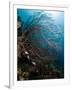 Reef Scene with Sea Fan, St. Lucia, West Indies, Caribbean, Central America-Lisa Collins-Framed Photographic Print